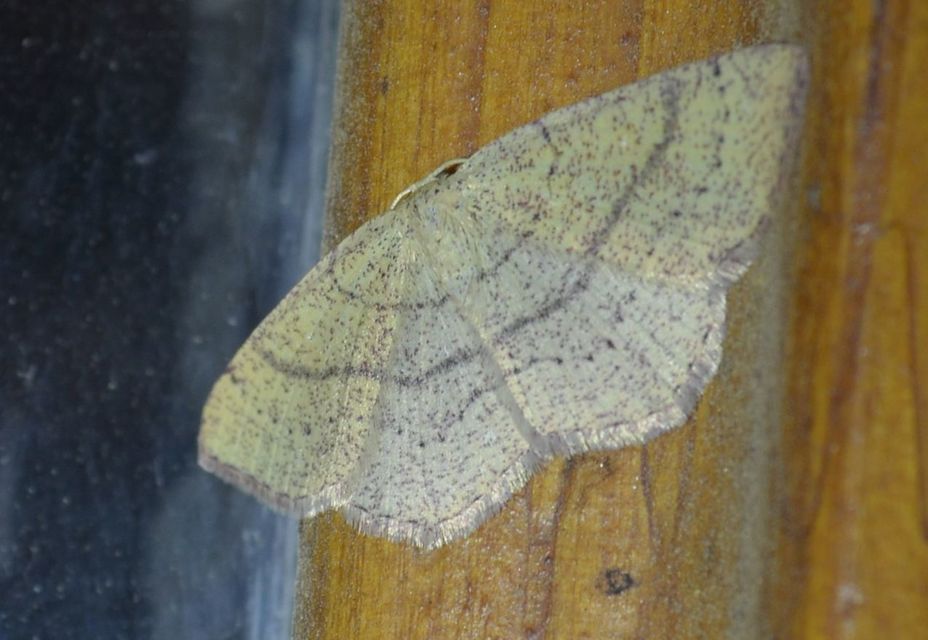 Cyclophora ruficiliaria - vörösrojtú pettyesaraszoló