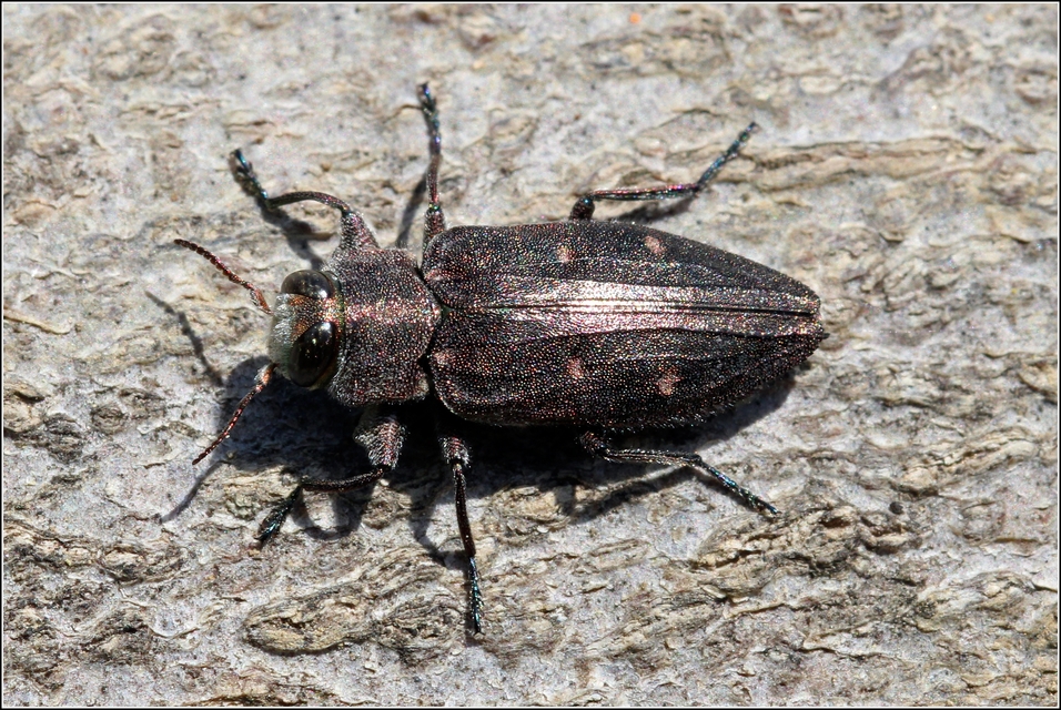Chrysobothris affinis - aranypettyes díszbogár