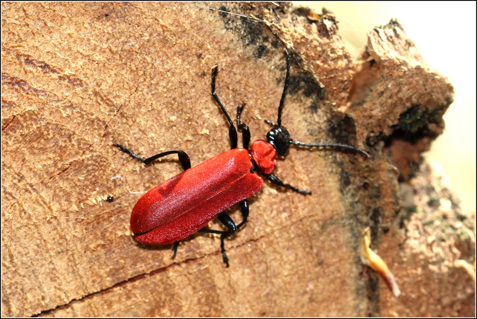 Pyrochroa coccinea - nagy bíborbogár