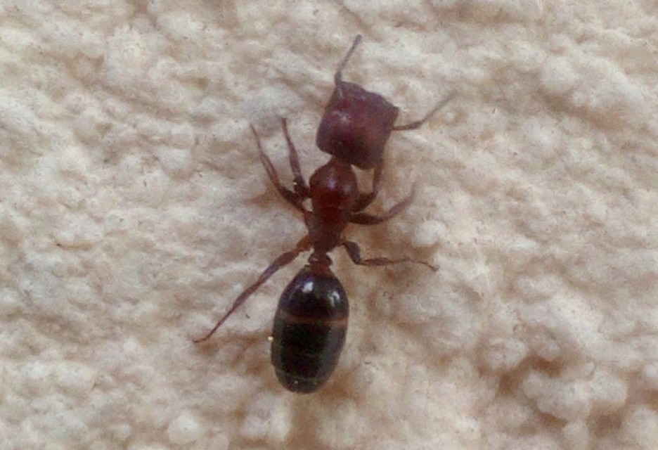 Colobopsis truncata - kapushangya
