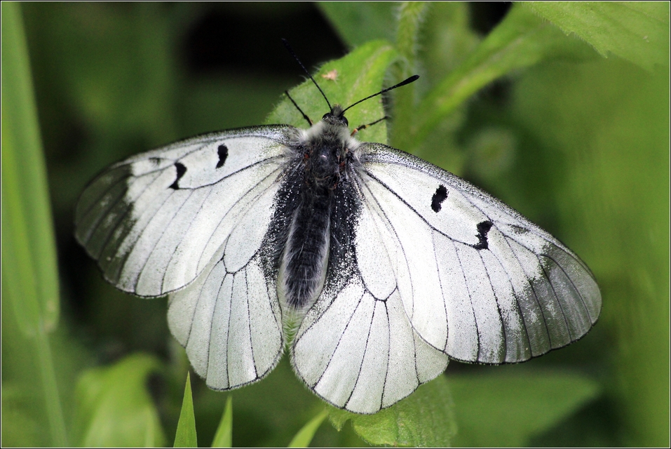 Parnassius mnemosyne - kis apollólepke