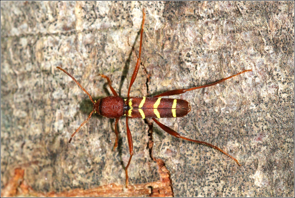 Neoclytus acuminatus - amerikai darázscincér