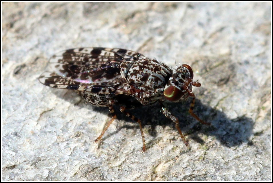 Callopistromyia annulipes - pávalégy