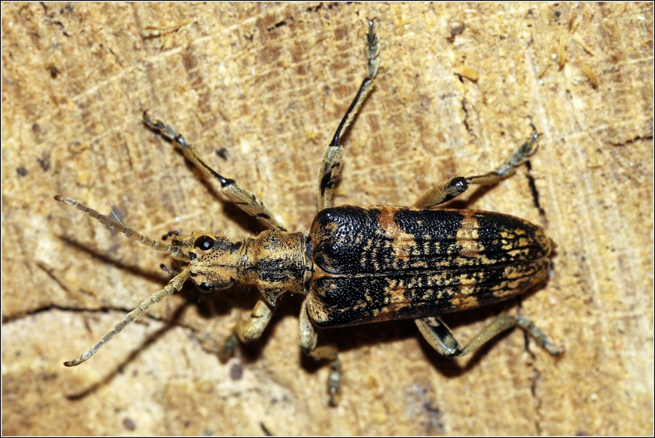 Rhagium sycophanta - tölgyes-tövisescincér