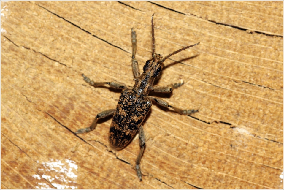 Rhagium sycophanta - tölgyes-tövisescincér