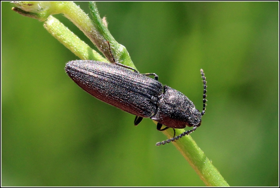 Cidnopus pilosus - szőrös pattanó