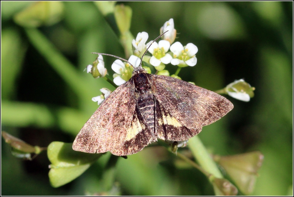 Panemeria tenebrata - apró sárgabagoly