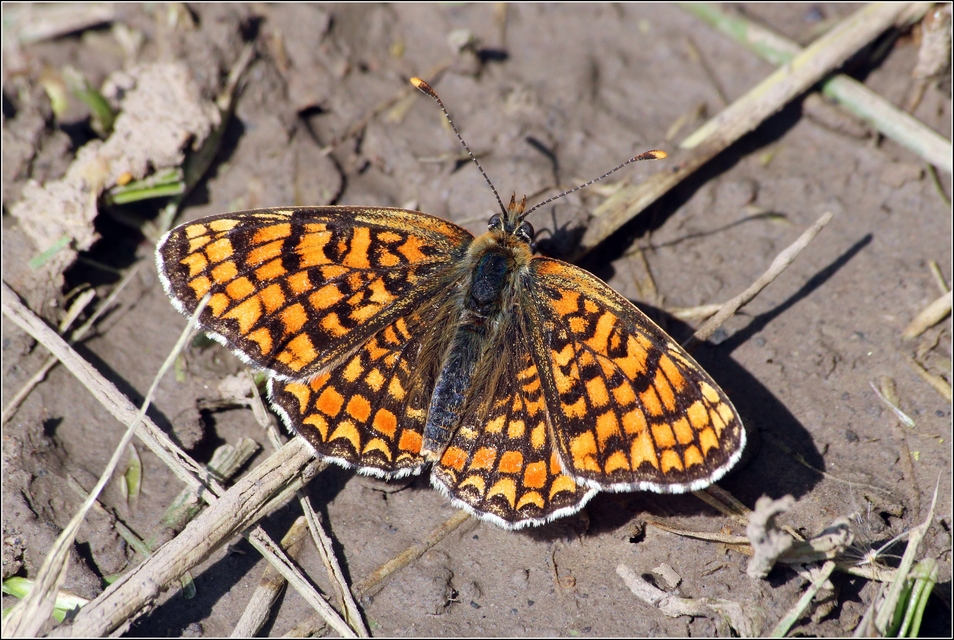 Melitaea phoebe - nagy tarkalepke