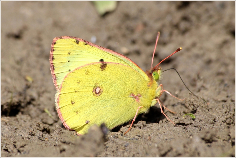Colias alfacariensis - déli kéneslepke