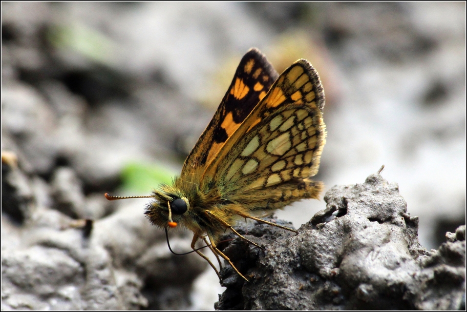 Carterocephalus palaemon - kockás busalepke