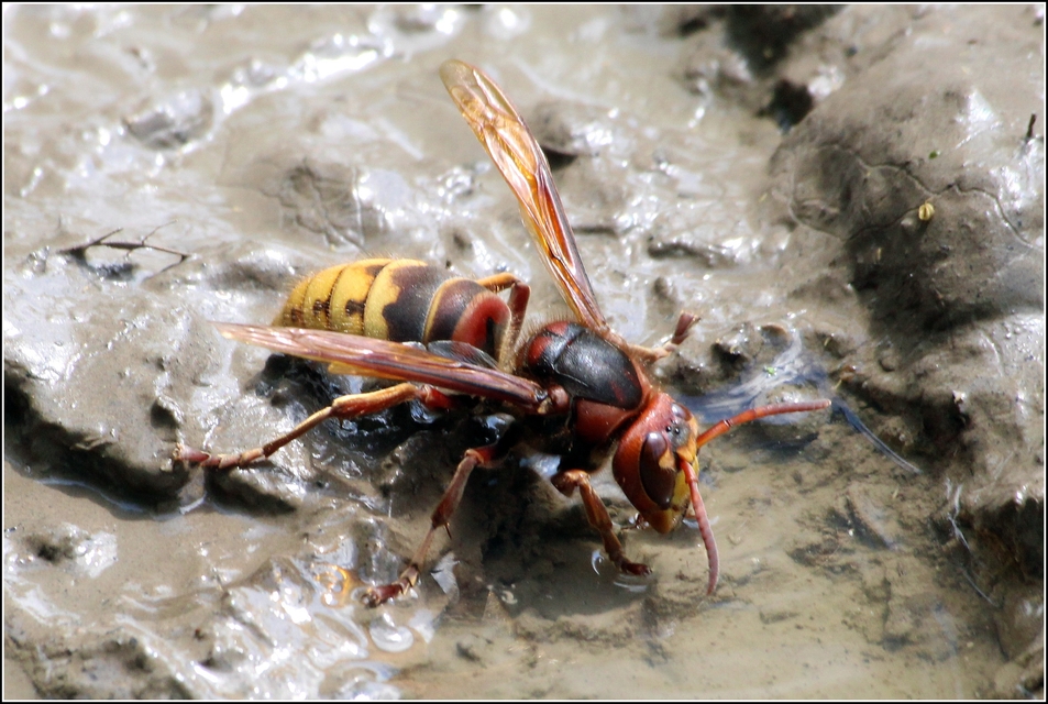 Vespa crabro - lódarázs