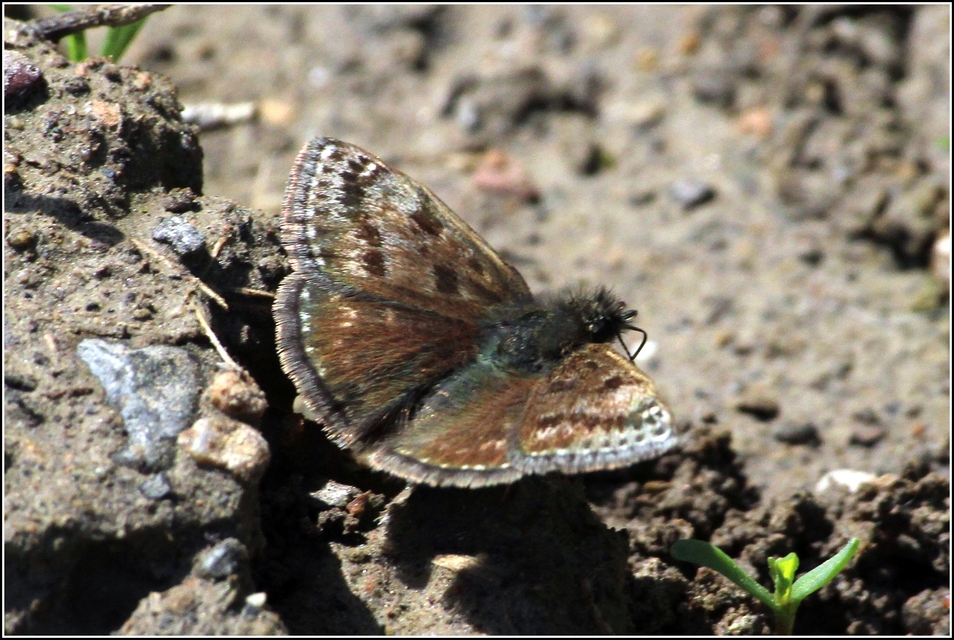 Erynnis tages - cigánylepke