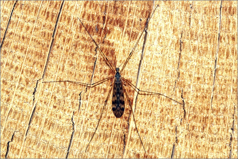 Limoniidae - iszapszúnyogok