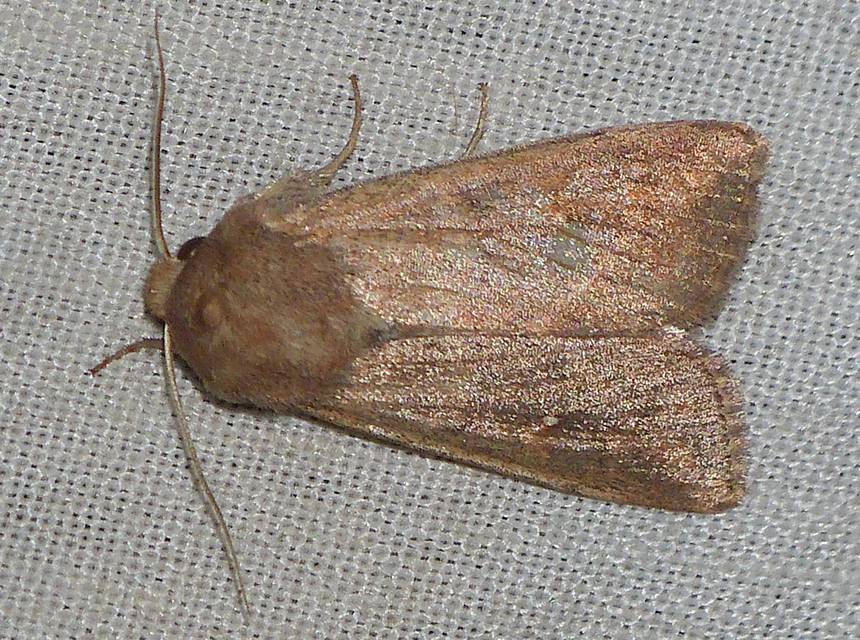 Mythimna albipuncta - fehérpettyes rétibagoly