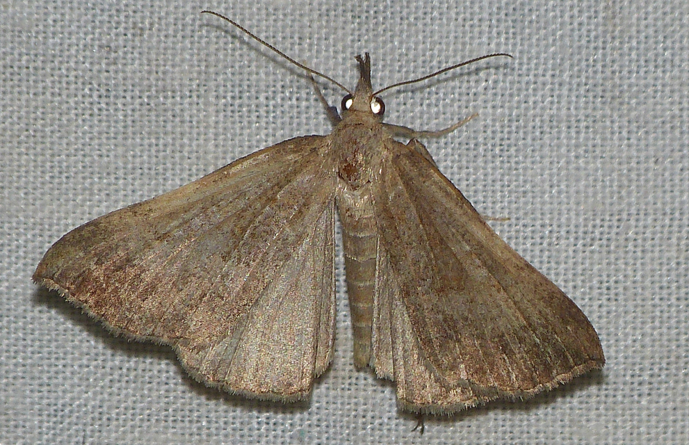 Hypena proboscidalis - ormányos karcsúbagoly