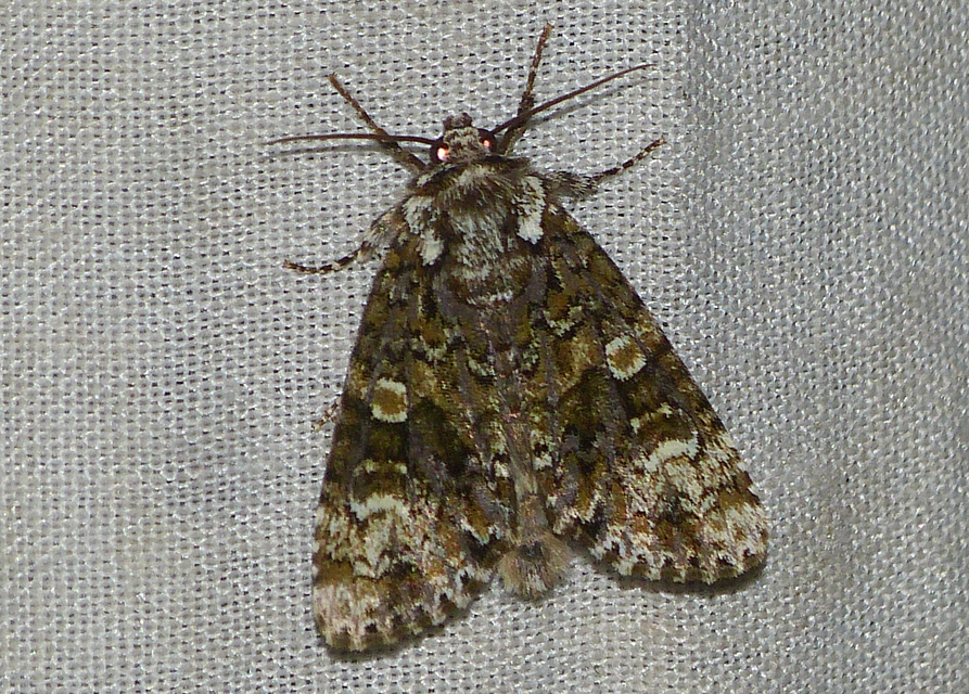 Craniophora ligustri - fagyalbagoly