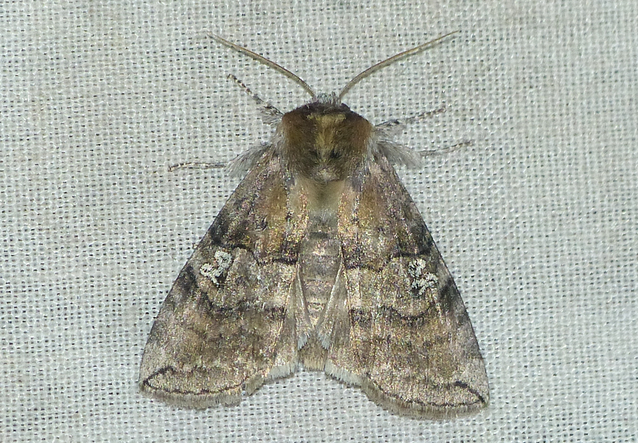 Tethea ocularis - pápaszemes pihésszövő