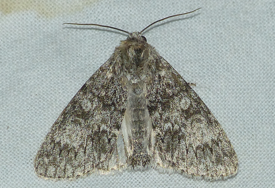 Acronicta megacephala - nagyfejű szigonyosbagoly