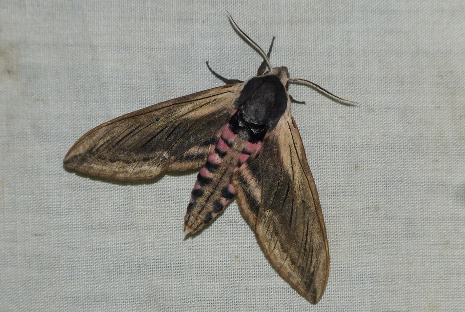 Sphinx ligustri - fagyalszender