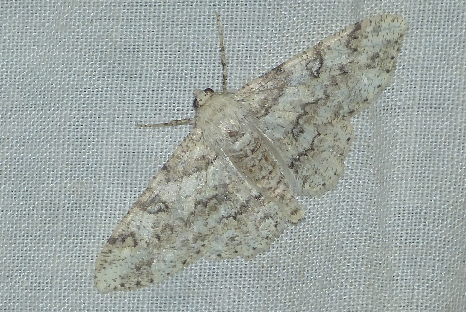 Ascotis selenaria - holdas faaraszoló