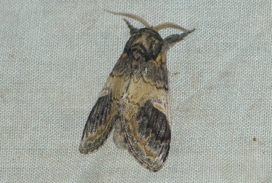 Notodonta tritophus - tarajos púposszövő