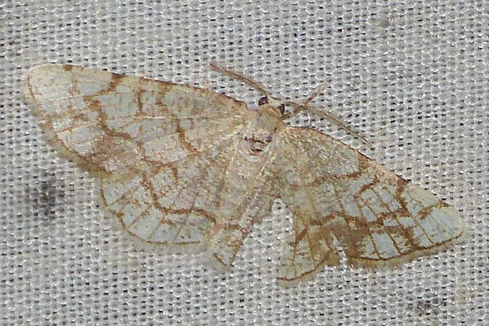 Stegania dilectaria - fehérnyár-araszoló