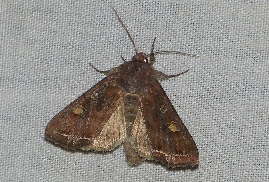 Lacanobia oleracea - saláta-kertibagoly