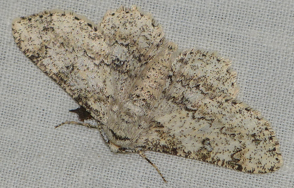 Ascotis selenaria - holdas faaraszoló