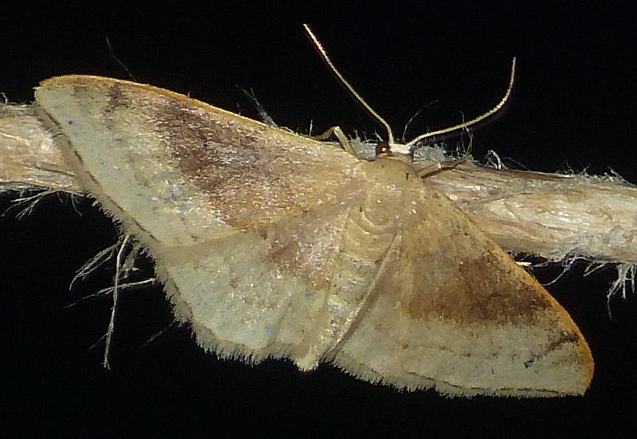 Idaea degeneraria - barnasávos araszoló