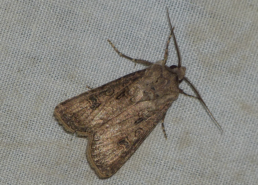 Agrotis segetum - vetési földibagoly