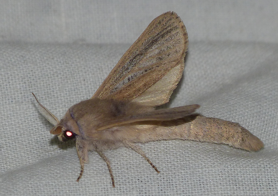 Phragmataecia castaneae - nádfúrólepke