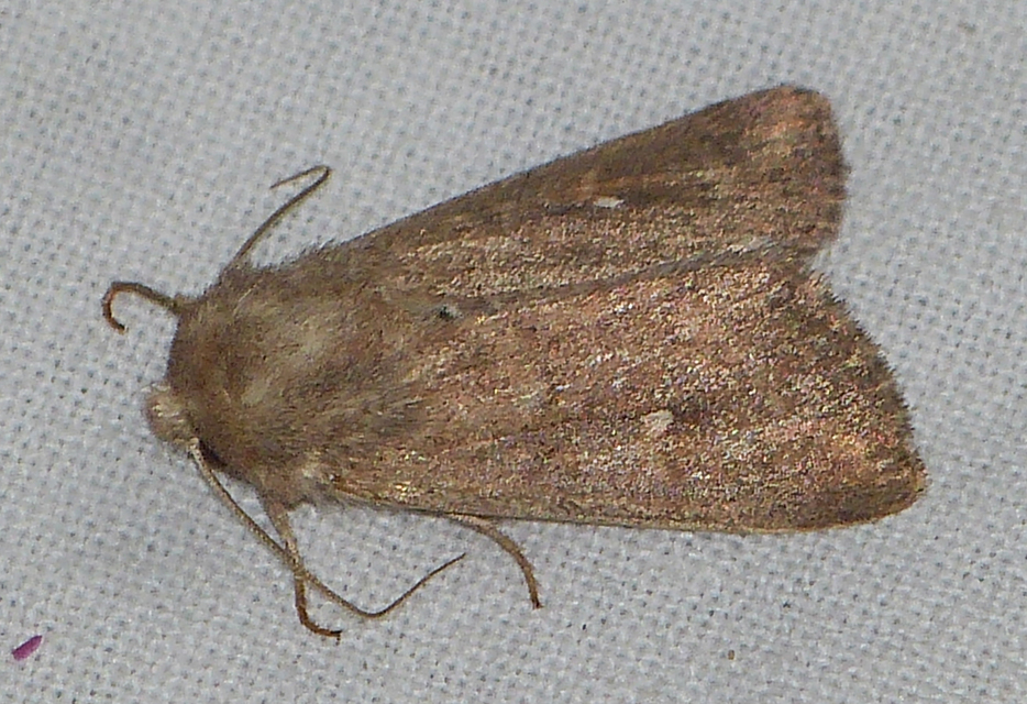 Mythimna albipuncta - fehérpettyes rétibagoly
