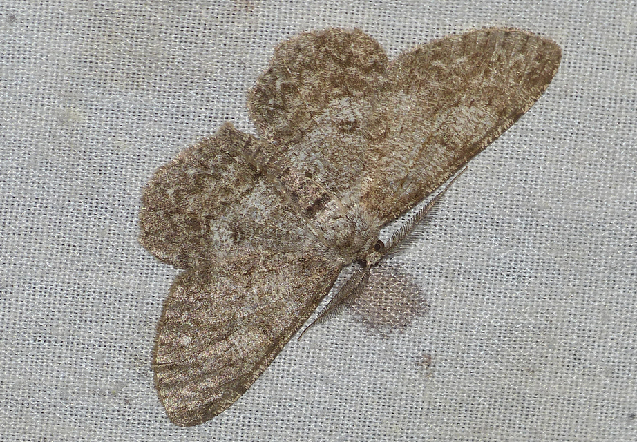 Hypomecis punctinalis - pettyes faaraszoló