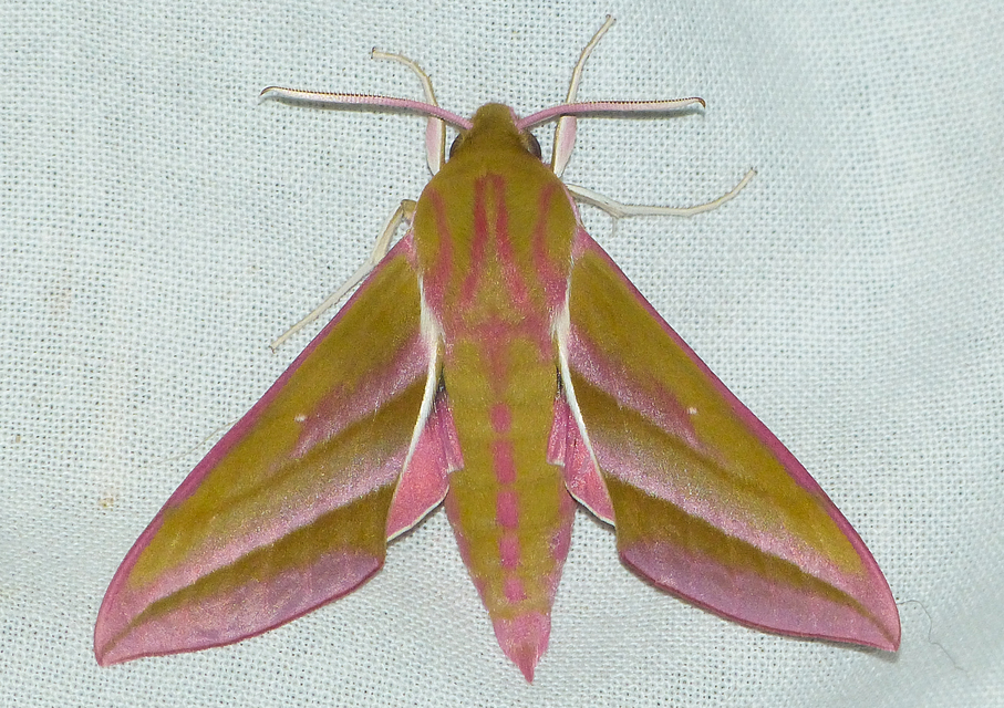 Deilephila elpenor - szőlőszender