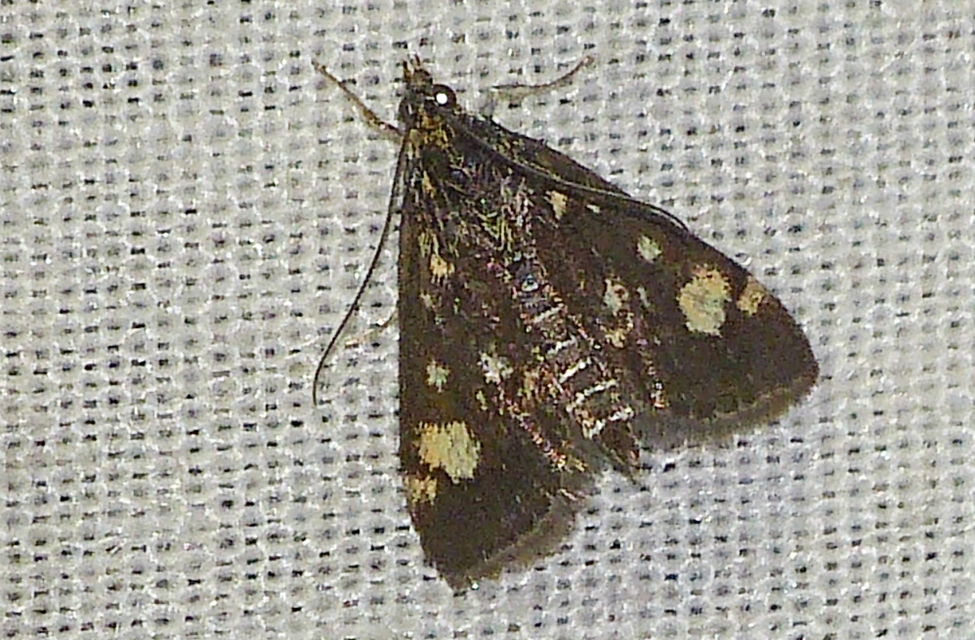 Pyrausta aurata - aranyló bíbormoly