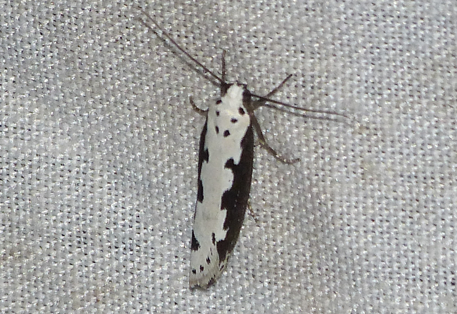 Ethmia bipunctella - kétpettyes feketemoly