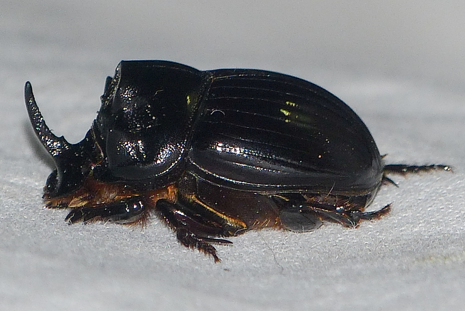 Copris lunaris - közönséges holdszarvú-ganéjtúró