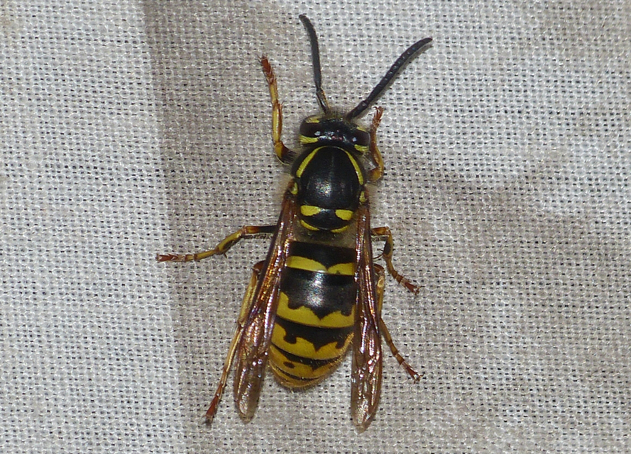 Vespula vulgaris - kecskedarázs