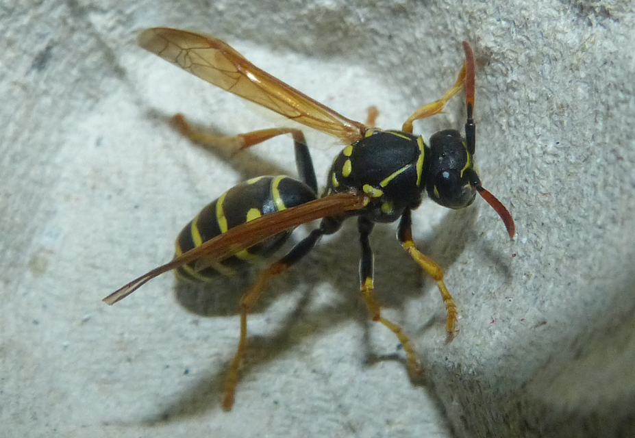 Polistes nimpha - padlásdarázs