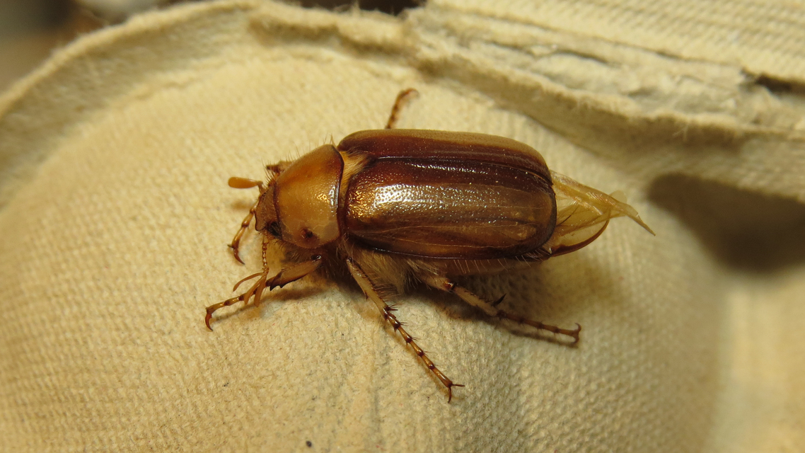 Rhizotrogus aestivus - tavaszvégi cserebogár