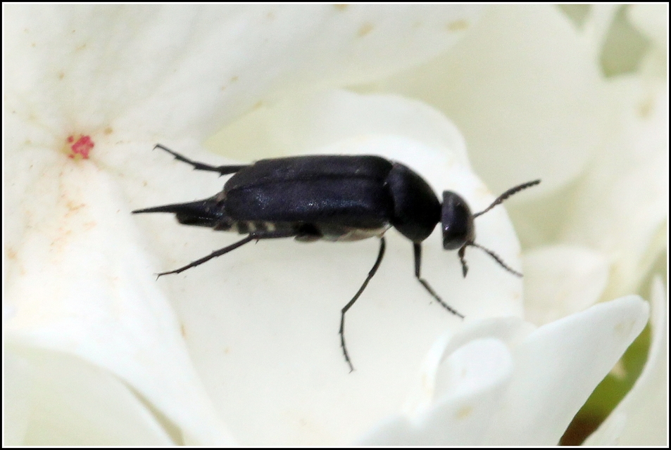 Mordellidae - marókafélék