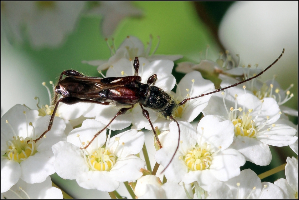 Molorchus minor - kis légycincér