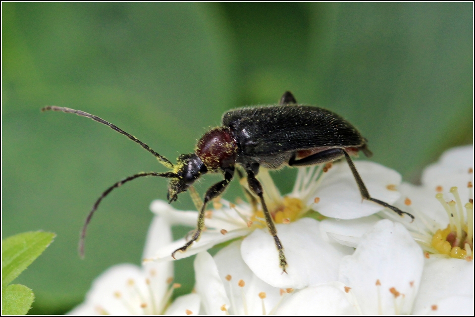 Dinoptera collaris - vörösnyakú virágcincér
