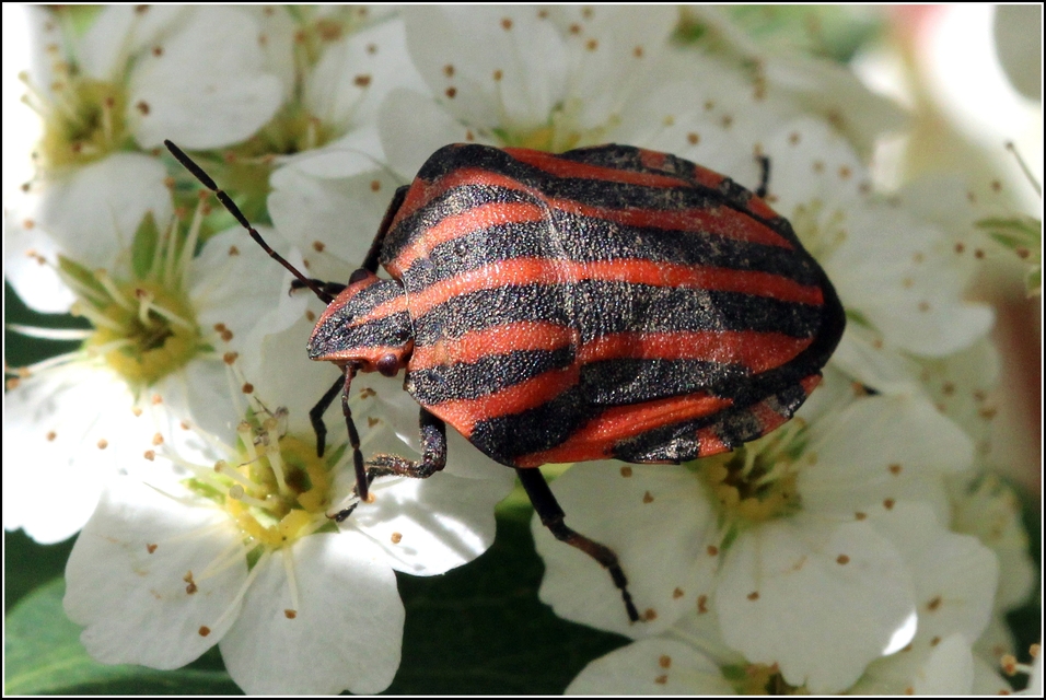 Graphosoma italicum - csíkos pajzsospoloska