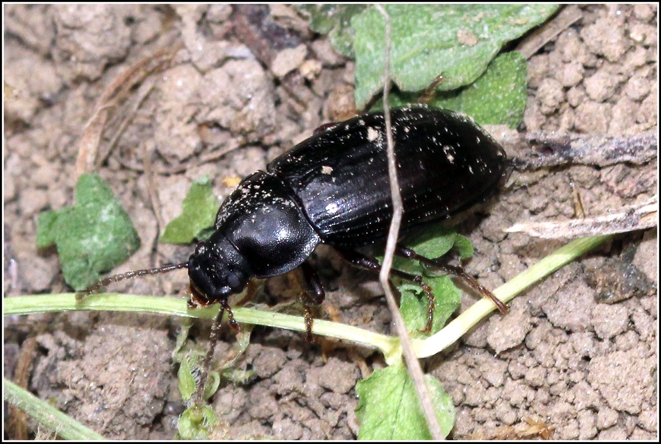 Nalassus dermestoides - rövidszárnyú gyászbogár