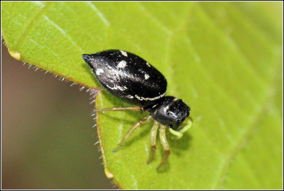 Heliophanus