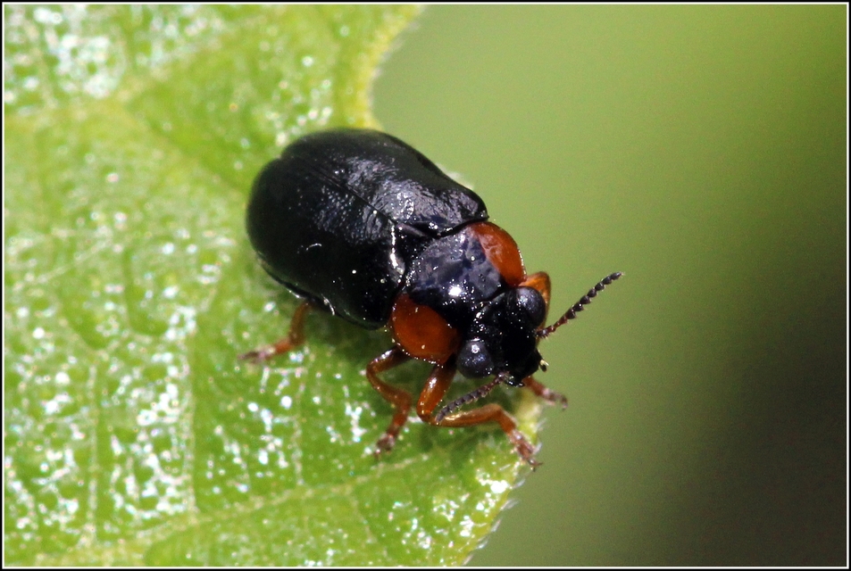 Smaragdina