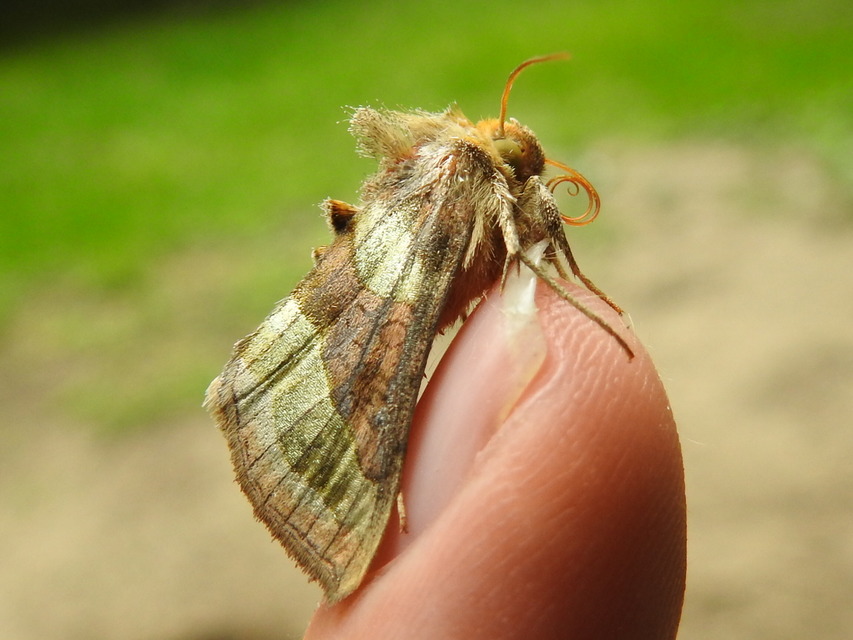Diachrysia chrysitis - aranybagoly
