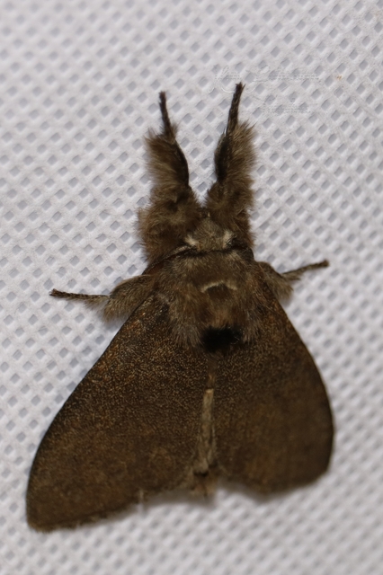 Calliteara pudibunda - hamvasszövő