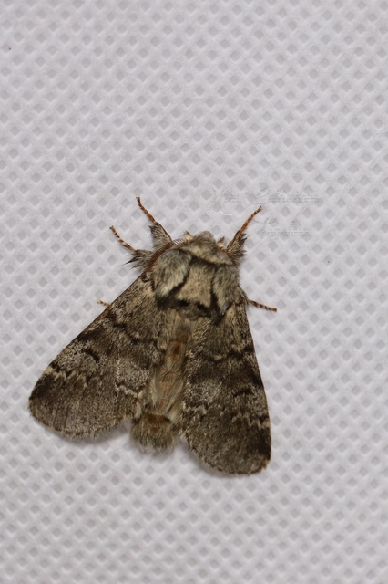 Drymonia ruficornis - cserfa-púposszövő